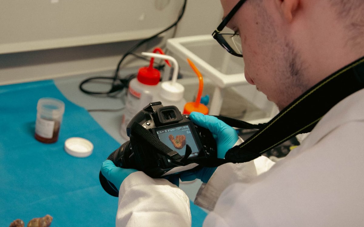 Photographie d'un explant au laboratoire
